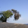 burried_elephant_tree.jpg (108737 bytes)