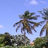 palms.jpg (73916 bytes)