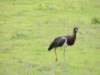 abdimsstork_small.jpg