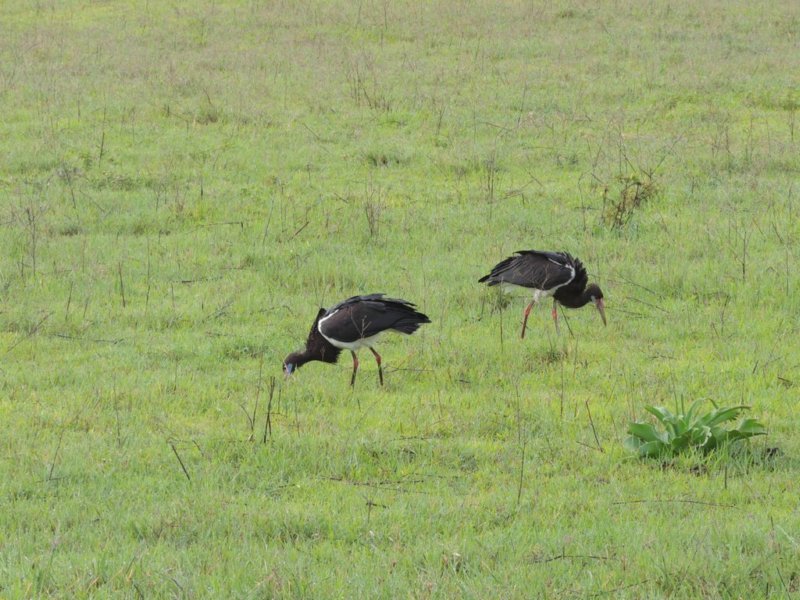 abdimsstorksngornongorocrater.jpg