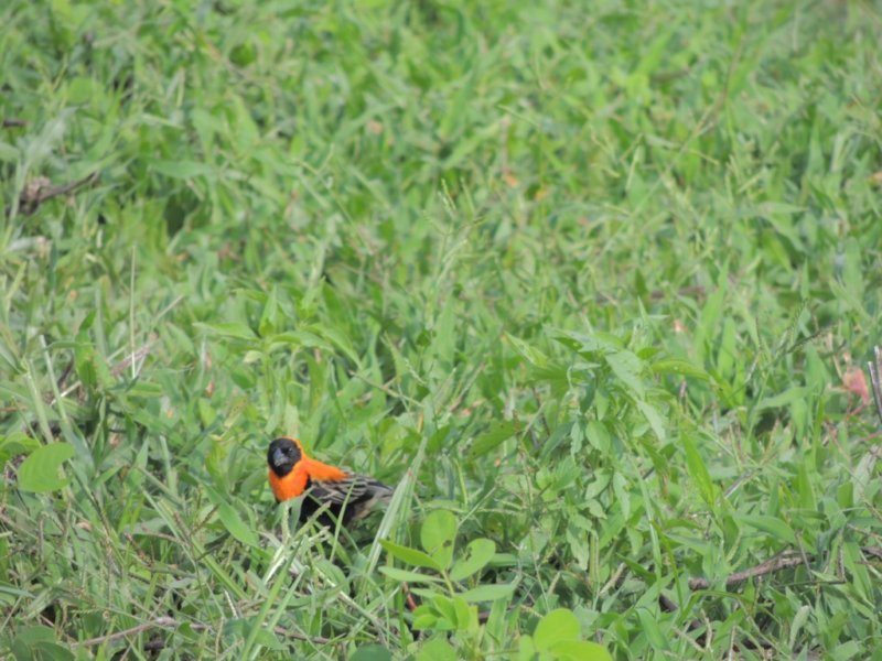 ablackbishopbird.jpg