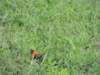 ablackbishopbird_small.jpg