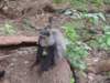 ablueordiademedmonkey_small.jpg