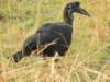 abyssiniangroundhornbill2_small.jpg