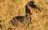 abyssiniangroundhornbill_small.jpg