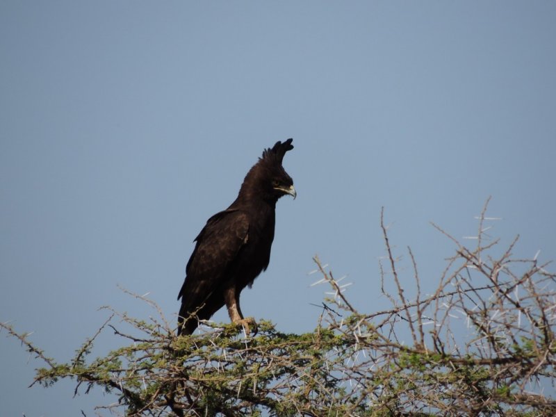 acrestedeagle.jpg