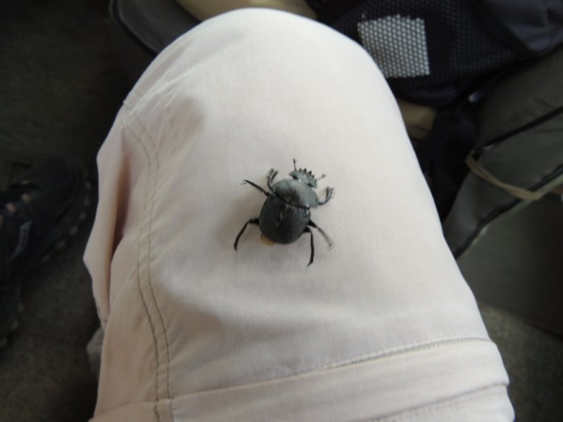 adungpiecehitchingarideonmyknee.jpg