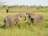 affectionateelephants_small.jpg