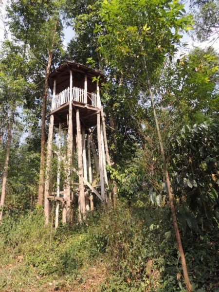 aforestlookoutatbigodiswampsanctuary.jpg
