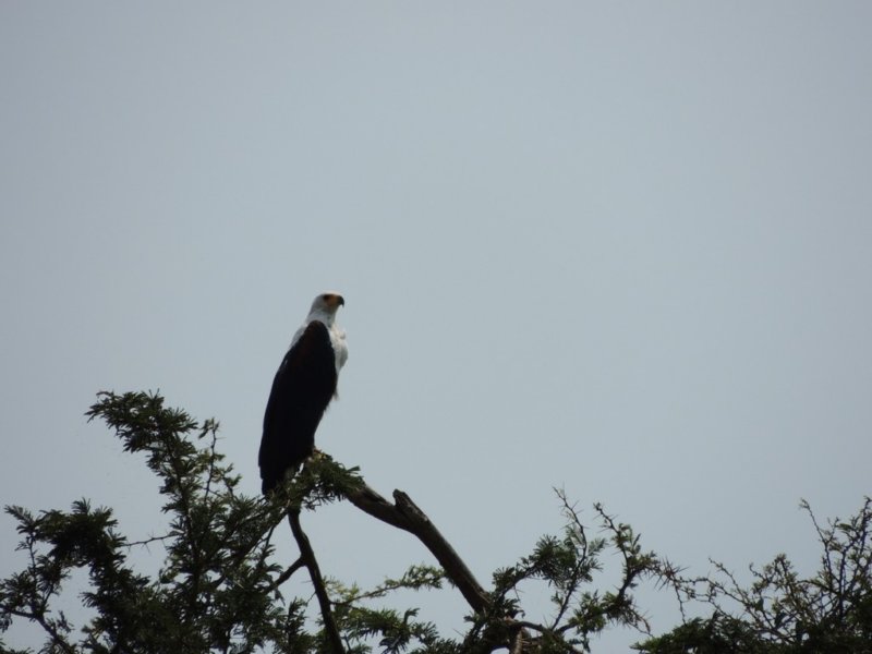 africanfisheagle.jpg