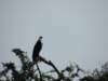 africanfisheagle_small.jpg