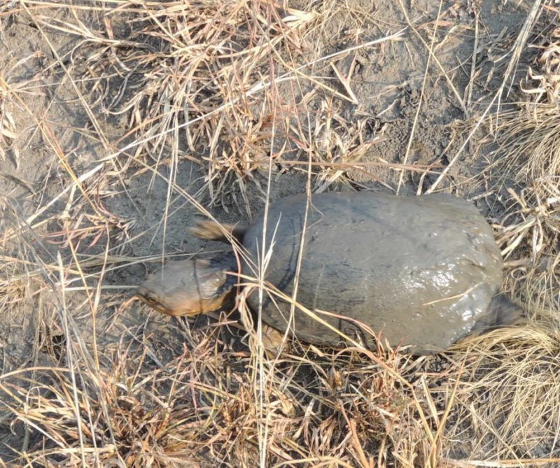 africanhelmetedturtle.jpg