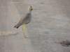 africanwattledplover_small.jpg