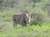 africaslargestantelopetheeland_small.jpg