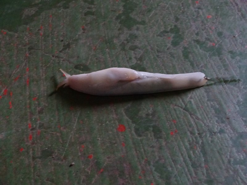 aghostslug.jpg