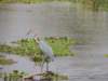 agoliathheron_small.jpg