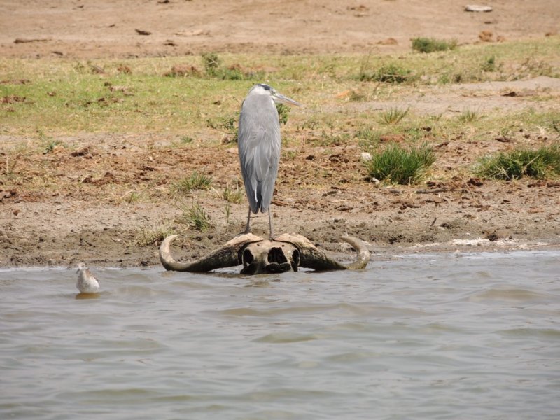 agoliathherononacapebuffaloskull.jpg