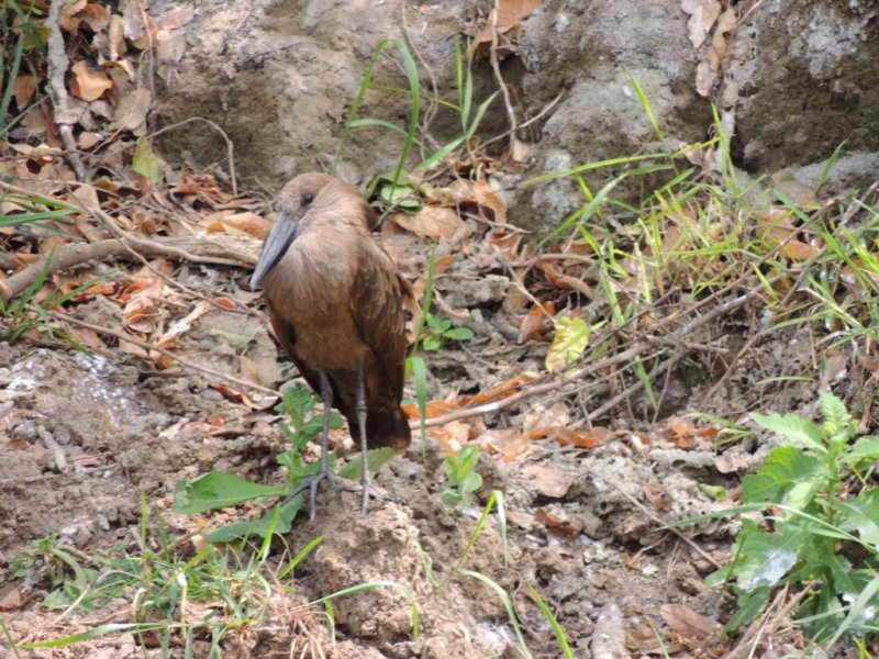 ahammerkop.jpg