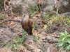 ahammerkop_small.jpg