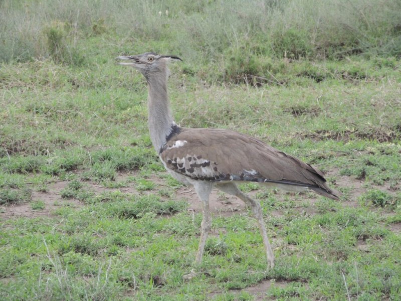 akoribustard.jpg