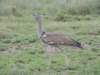 akoribustard_small.jpg