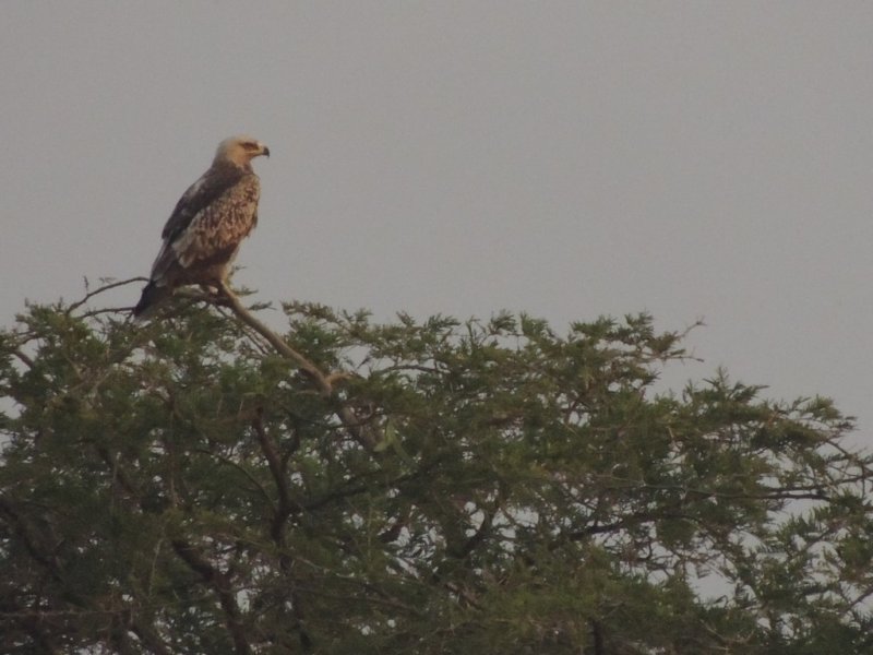 alesserspottedeagle.jpg