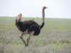 amaleostrich_small.jpg