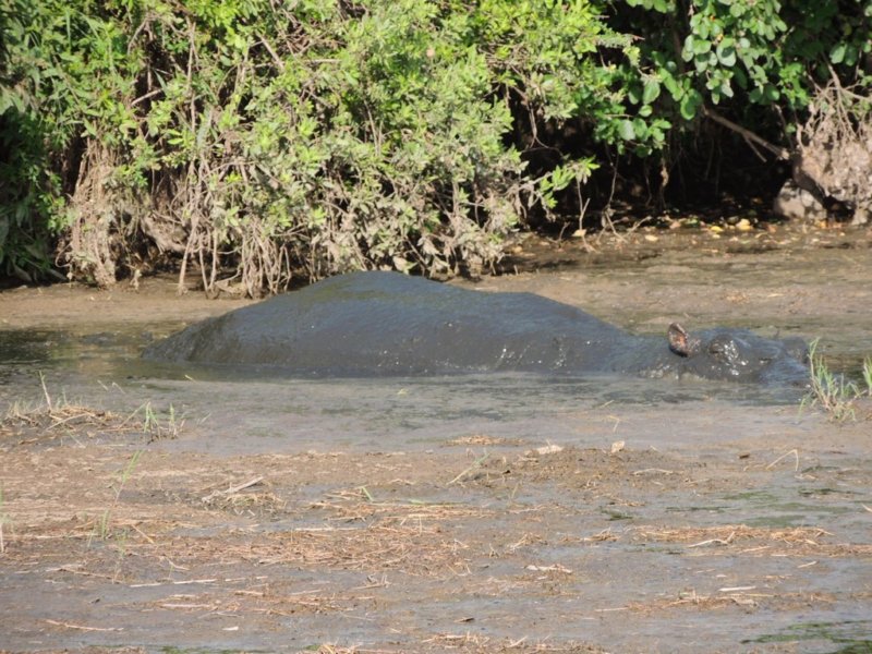 amuddyhippo.jpg