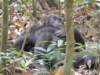 anadultchimprelaxingontheforestfloor_small.jpg