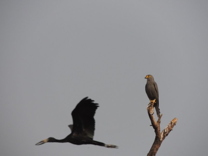 anafricanopenbillfliespastagreykestrel.jpg