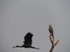 anafricanopenbillfliespastagreykestrel_small.jpg