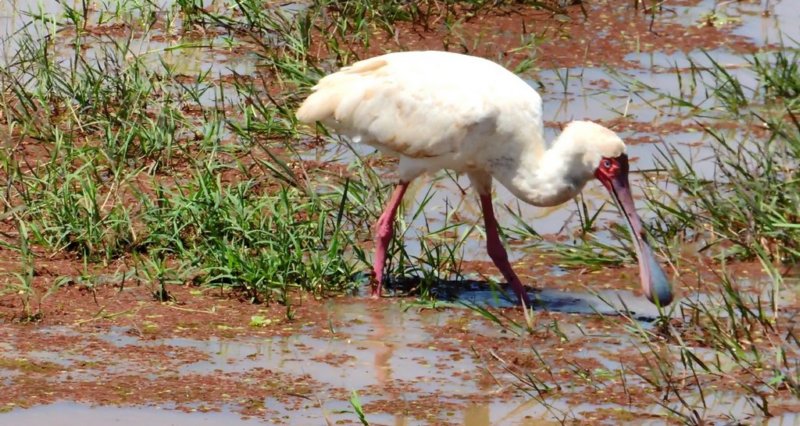 anafricanspoonbill.jpg