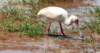 anafricanspoonbill_small.jpg