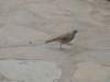 anathishorttoedlark_small.jpg