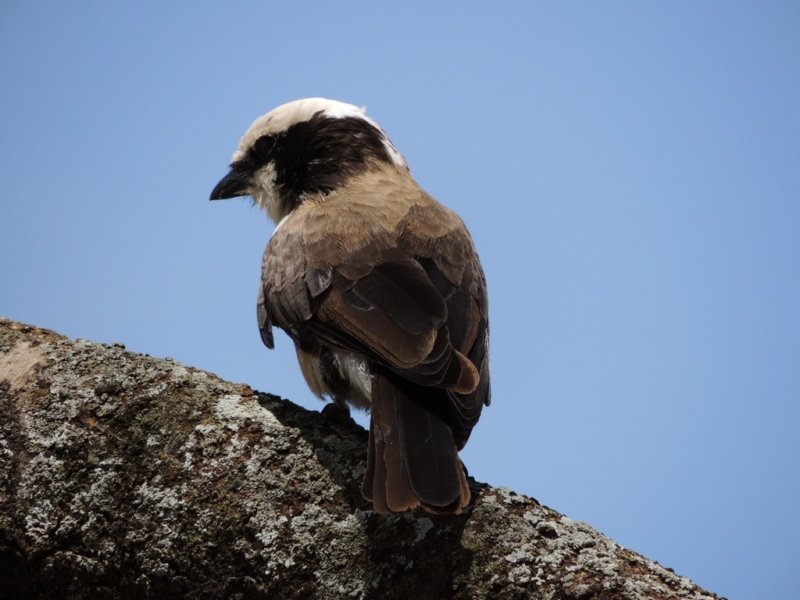 anorthernwhitecrownedshrike.jpg