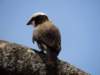 anorthernwhitecrownedshrike_small.jpg