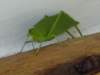 anothergiantkatydid_small.jpg