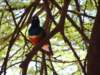 anotherstarling_small.jpg