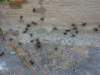 ants_small.jpg
