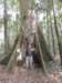 aprettybigtreeandatreedork_small.jpg
