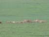 aprideoflionssharingamealatngorongoro_small.jpg