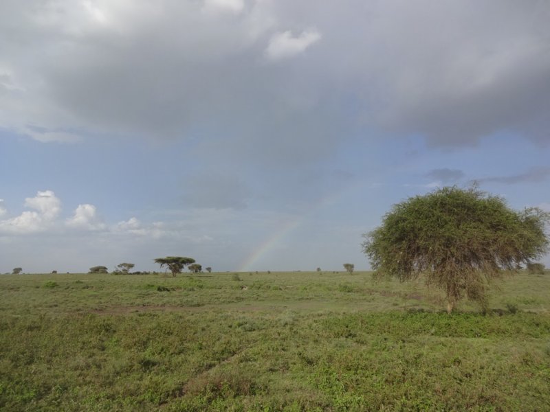 arainbowovertheserengeti.jpg