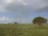 arainbowovertheserengeti_small.jpg