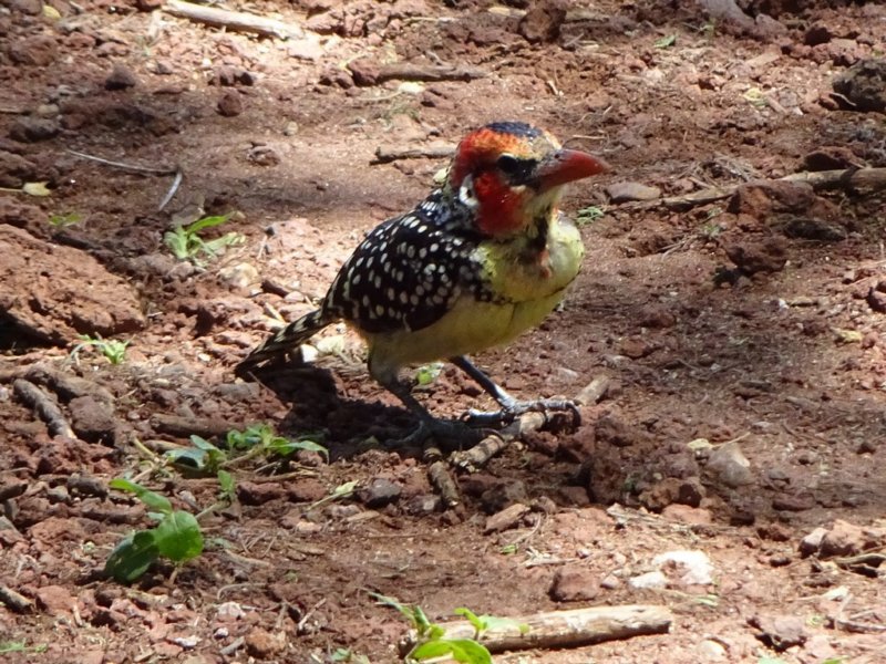 aredandyellowbarbet.jpg