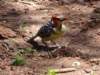 aredandyellowbarbet_small.jpg