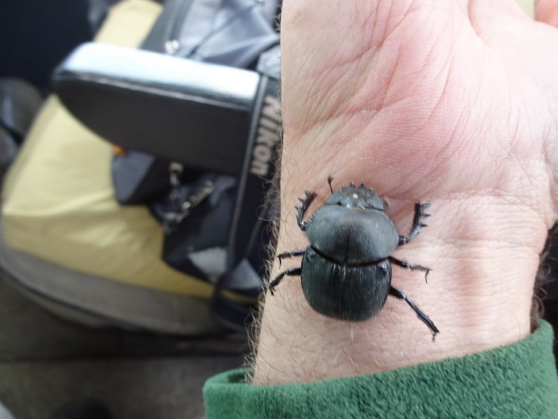 ascarabbeetle.jpg