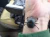 ascarabbeetle_small.jpg