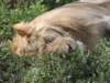 asleepylioninndutu_small.jpg