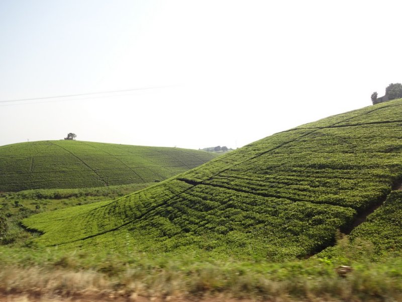 ateaplantationoutsideofkibale.jpg
