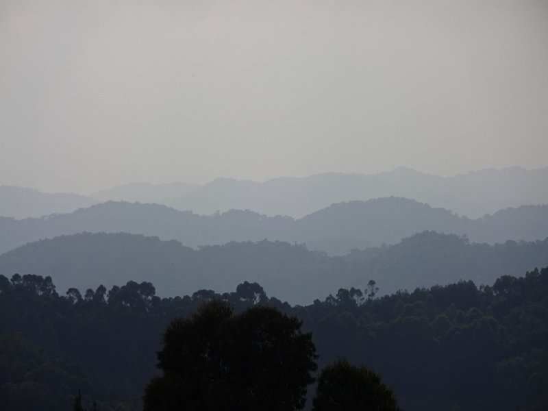 atthetopofbwindiimpenetrableforest.jpg